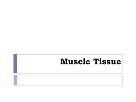 Muscle Tissue. Objectives  By the end of this lecture you will be able to  Understand the different type of muscles in human body  Learn the differences.
