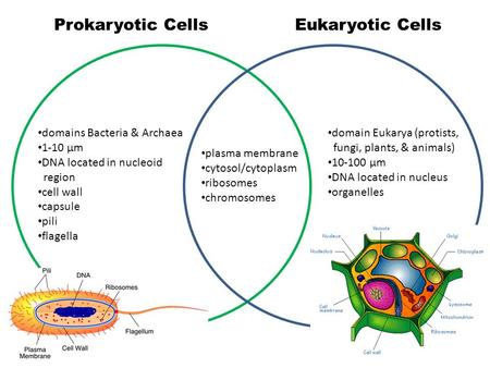 Prokaryotic Cells Eukaryotic Cells domains Bacteria & Archaea 1-10 μm