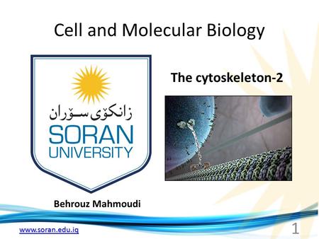 Www.soran.edu.iq Cell and Molecular Biology Behrouz Mahmoudi The cytoskeleton-2 1.
