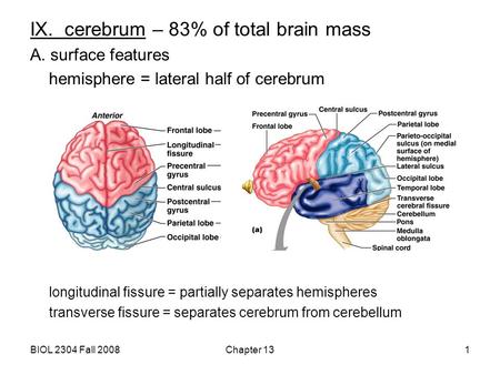 IX. cerebrum – 83% of total brain mass