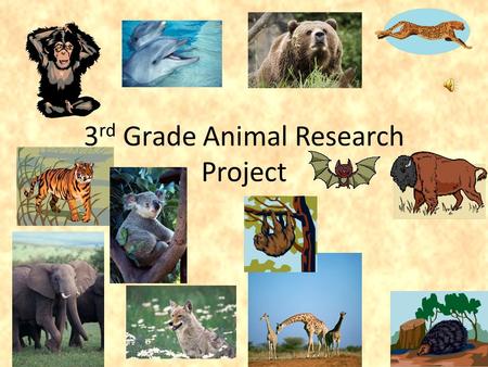 3 rd Grade Animal Research Project. Collecting Information It is your job to learn how to collect information using a variety of sources. For this project,