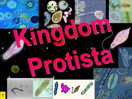 1. Protista & Fungi Unit Goals SB1: Students will analyze the nature of relationships between structures and functions in living cells. –a. Explain the.