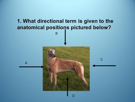 1. What directional term is given to the anatomical positions pictured below? A D C B.