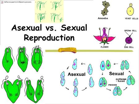 Asexual vs. Sexual Reproduction. Asexual reproduction 1 parent. The primary form of reproduction for single- celled organisms such as archaea, bacteria,