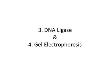 3. DNA Ligase & 4. Gel Electrophoresis. Yesterday... Introduced restriction enzymes and methylases Restriction enzymes are enzymes that cut DS DNA at.