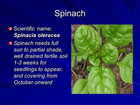 Spinach Scientific name: Spinacia oleracea Spinach needs full sun to partial shade, well drained fertile soil 1-3 weeks for seedlings to appear, and covering.