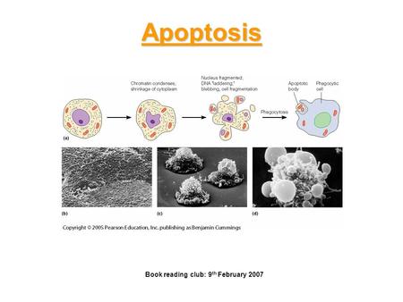 Apoptosis Book reading club: 9 th February 2007. Apoptosis in normal physiology: Intestinal epithelial cells every 4-5 days are substituted by new ones.