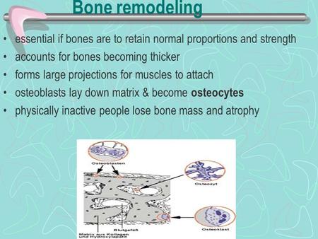 Bone remodeling essential if bones are to retain normal proportions and strength accounts for bones becoming thicker forms large projections for muscles.