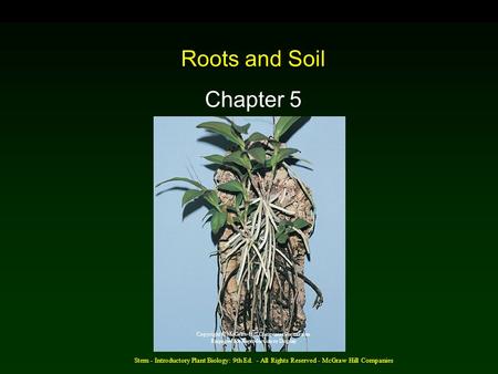 Stern - Introductory Plant Biology: 9th Ed. - All Rights Reserved - McGraw Hill Companies Roots and Soil Chapter 5 Copyright © McGraw-Hill Companies Permission.