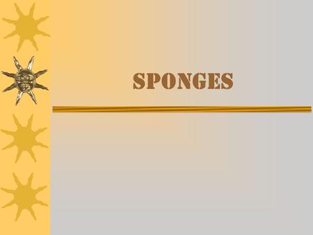 Sponges. Classes of Sponges  There are three different classes of sponges: –______________.