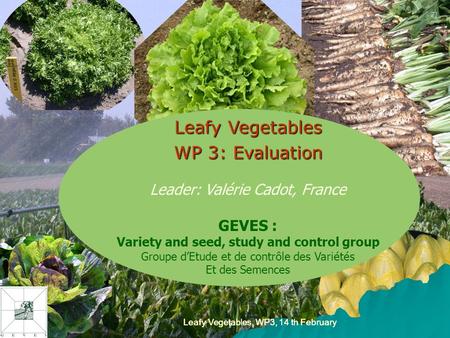 Leafy Vegetables, WP3, 14 th February Leafy Vegetables WP 3: Evaluation Leader: Valérie Cadot, France GEVES : Variety and seed, study and control group.