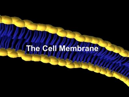 The Cell Membrane. ALL Cells of ALL Organisms have a: