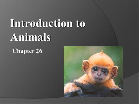 Chapter 26 Introduction to Animals. Characteristics of Animals Ch. 26 Sec. 1.