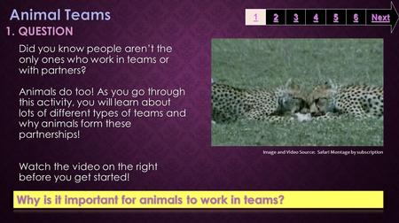 1. QUESTION Did you know people aren’t the only ones who work in teams or with partners? Animals do too! As you go through this activity, you will learn.