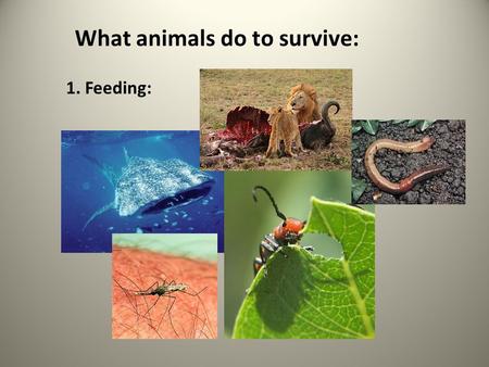 What animals do to survive: 1. Feeding:. Herbivore = eats plants Carnivore = eats animals Omnivore = eats plants and animals Detritivore = feed on decaying.