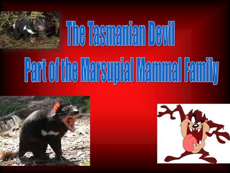 How the Body Structure of a Tasmanian Devil Relates to Their Function The devil has a very powerful jaw that is designed to crush animals’ bones. They.