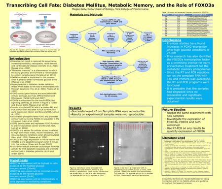 Transcribing Cell Fate: Diabetes Mellitus, Metabolic Memory, and the Role of FOXO3a Megan Kelly, Department of Biology, York College of Pennsylvania Introduction.