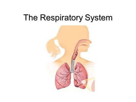 The Respiratory System. © iStockphoto.com/”Eraxion”