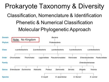 Prokaryote Taxonomy & Diversity