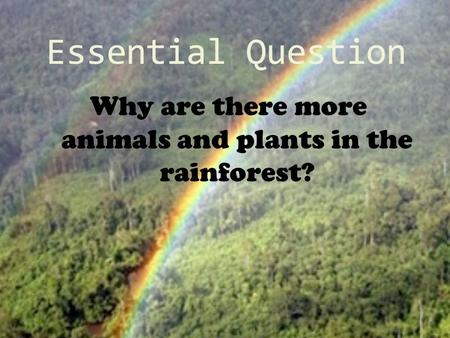 Essential Question Why are there more animals and plants in the rainforest?