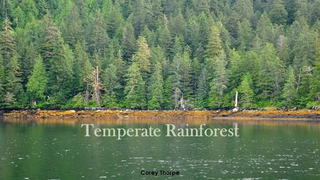 Temperate Rainforest Corey Thorpe. Geographical Locations : Temperate Rainforest.