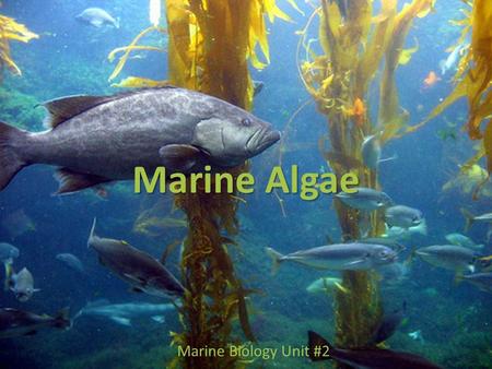 Marine Algae Marine Biology Unit #2. Unicellular Algae  The unicellular algae show plant-like and animal-like characteristics.  Algae are eukaryotic,
