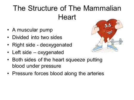 The Structure of The Mammalian Heart A muscular pump Divided into two sides Right side - deoxygenated Left side – oxygenated Both sides of the heart squeeze.