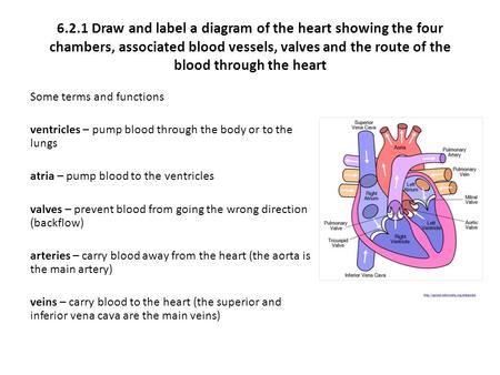 6.2.1 Draw and label a diagram of the heart showing the four chambers, associated blood vessels, valves and the route of the blood through the heart Some.