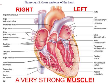 Figure 19.4E Gross anatomy of the heart LEFT RIGHT A VERY STRONG MUSCLE!