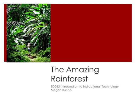 The Amazing Rainforest