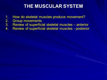 THE MUSCULAR SYSTEM 1. How do skeletal muscles produce movement?
