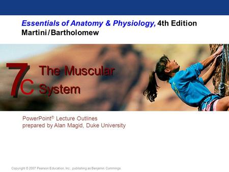 Essentials of Anatomy & Physiology, 4th Edition Martini / Bartholomew PowerPoint ® Lecture Outlines prepared by Alan Magid, Duke University The Muscular.