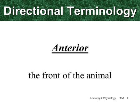 Anatomy & Physiology TM 1 Directional Terminology Anterior the front of the animal.