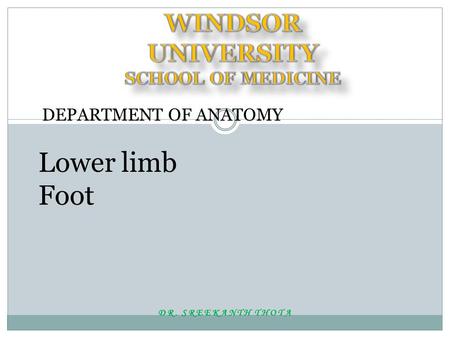 DR. SREEKANTH THOTA DEPARTMENT OF ANATOMY Lower limb Foot.
