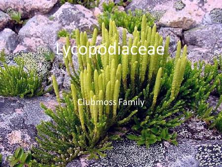 Lycopodiaceae Clubmoss Family.