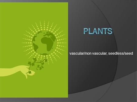 Vascular/non vascular, seedless/seed. Do Now  Quietly review your notes on plants for 5 minutes.