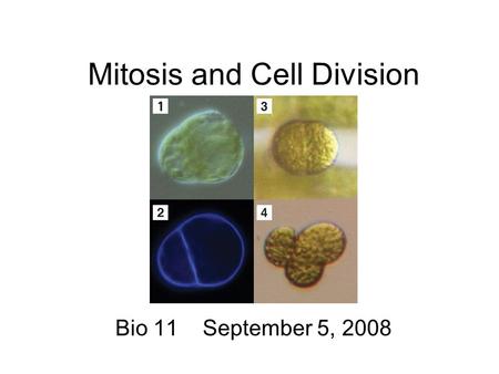 Mitosis and Cell Division Bio 11 September 5, 2008.