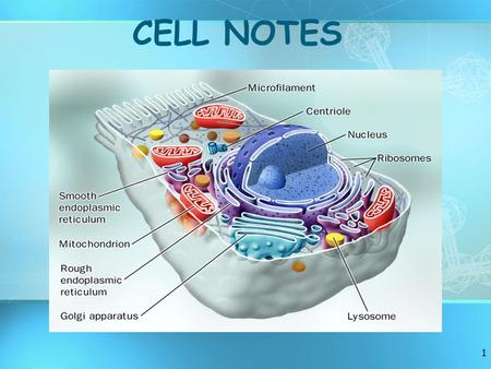 1 CELL NOTES. 2 What Are the Main Characteristics of organisms? 1.Made of CELLS 2.Require ENERGY (food) 3.REPRODUCE (species) 4.Maintain HOMEOSTASIS 5.ORGANIZED.