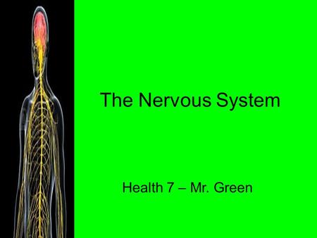 The Nervous System Health 7 – Mr. Green. Jobs of the Nervous System 1. Gathers information 2. Responds to information 3. Maintains homeostasis.