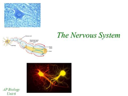 The Nervous System AP Biology Unit 6 Branches of the Nervous System There are 2 main branches of the nervous system Central Nervous System –Brain –Spinal.