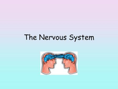 The Nervous System. 2 categories in nervous system. Central nervous system (CNS) – brain, spinal cord Peripheral nervous system (PNS) – nerves outside.