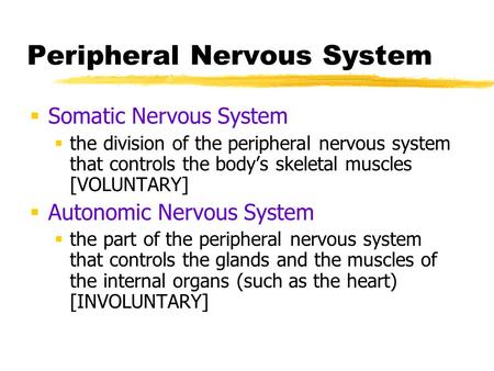 Peripheral Nervous System  Somatic Nervous System  the division of the peripheral nervous system that controls the body’s skeletal muscles [VOLUNTARY]