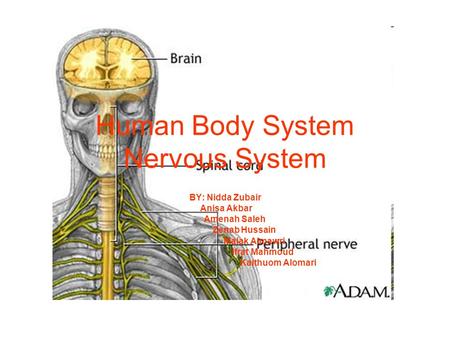 Human Body System Nervous System BY: Nidda Zubair Anisa Akbar Amenah Saleh Zenab Hussain Malak Almawri Ifrat Mahmoud Kalthuom Alomari.