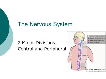 The Nervous System 2 Major Divisions: Central and Peripheral.