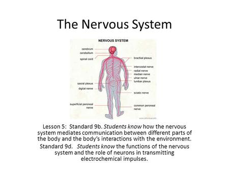 The Nervous System Lesson 5: Standard 9b. Students know how the nervous system mediates communication between different parts of the body and the body’s.