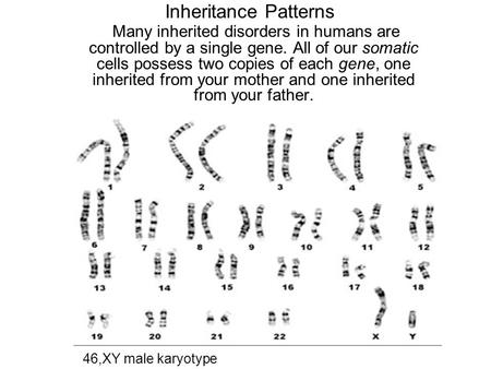 Inheritance Patterns Many inherited disorders in humans are controlled by a single gene. All of our somatic cells possess two copies of each gene, one.