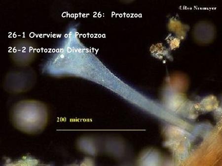 Chapter 26:  Protozoa 26-1 Overview of Protozoa