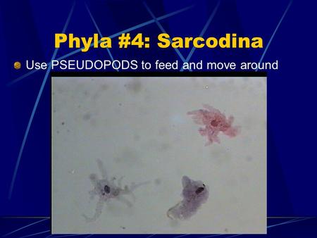 Phyla #4: Sarcodina Use PSEUDOPODS to feed and move around.