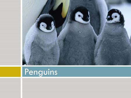 Penguins.  Flightless bird found in the ocean  Distantly related to the albatross  Have been around for at least 55 billion years Albatross-Galapagos.