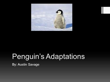 Penguin’s Adaptations By: Austin Savage. How Penguins Stay Warm Penguins have feathers like birds but they can still be cold. Penguins huddle in large.